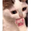 Стикер 15 👀 коты