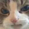 Стикер 16 👀 коты