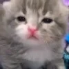 Стикер 48 👀 коты