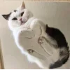 Стикер 36 👀 коты