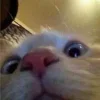 Стикер 2 👀 коты