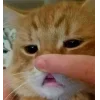 Стикер 11 👀 коты