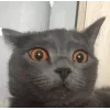 Стикер 32 👀 коты