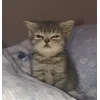 Стикер 17 👀 коты