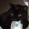 Стикер 61 👀 коты