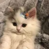 Стикер 29 👀 коты