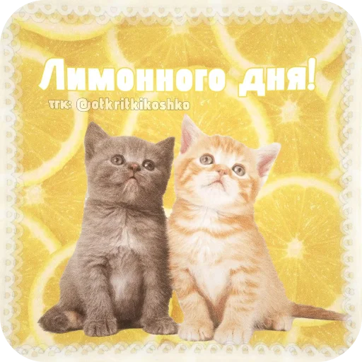 👍 Стикер «Котячие открытки» для Telegram