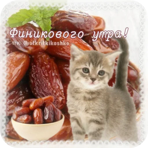 👍 Стикер «Котячие открытки» для Telegram