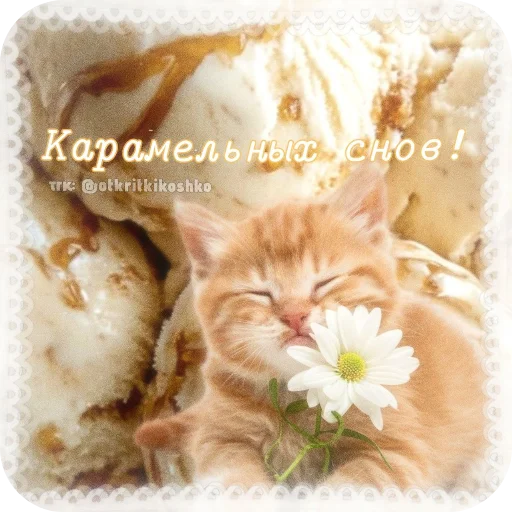 🐱 Стикер «Котячие открытки» для Telegram
