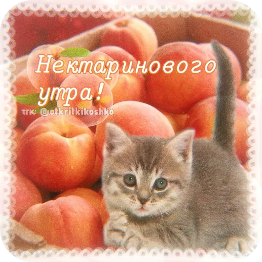 👍 Стикер «Котячие открытки» для Telegram