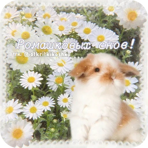 🐶 Стикер «Котячие открытки» для Telegram
