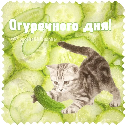 🐱 Стикер «Котячие открытки» для Telegram