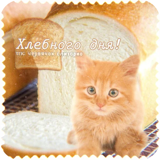 🐱 Стикер «Котячие открытки» для Telegram