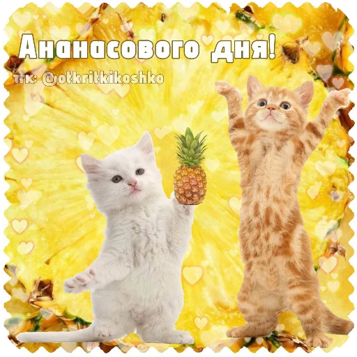 🐱 Стикер «Котячие открытки» для Telegram