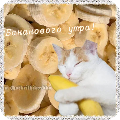 🐱 Стикер «Котячие открытки» для Telegram