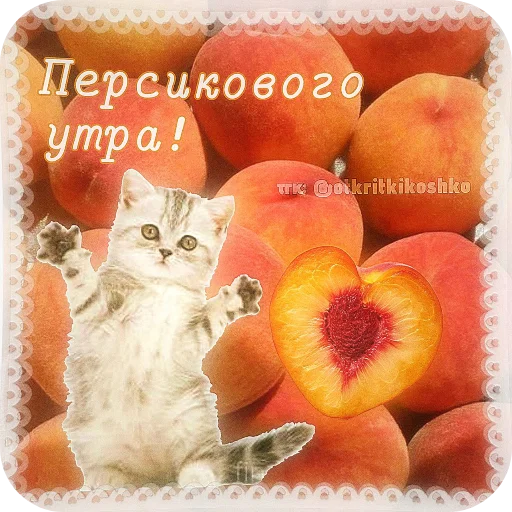 🐱 Стикер «Котячие открытки» для Telegram