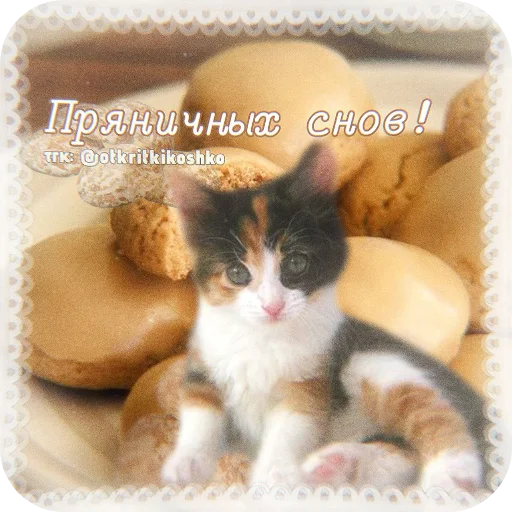 🐱 Стикер «Котячие открытки» для Telegram