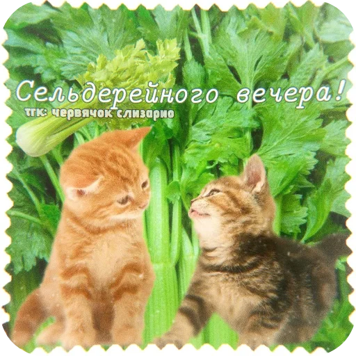 🐱 Стикер «Котячие открытки» для Telegram
