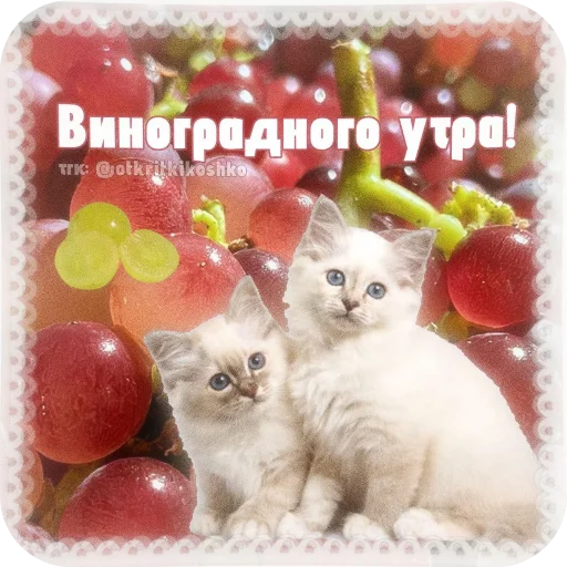 👍 Стикер «Котячие открытки» для Telegram