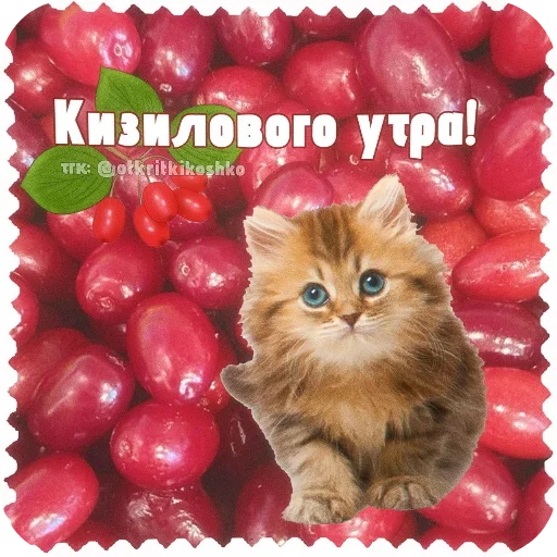 👍 Стикер «Котячие открытки» для Telegram