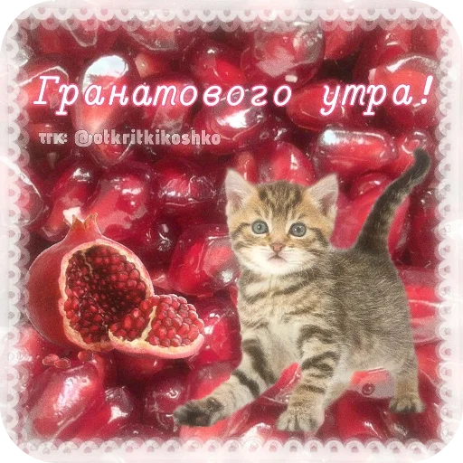 🐱 Стикер «Котячие открытки» для Telegram