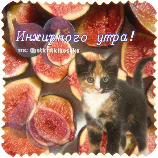 🐱 Стикер «Котячие открытки» для Telegram