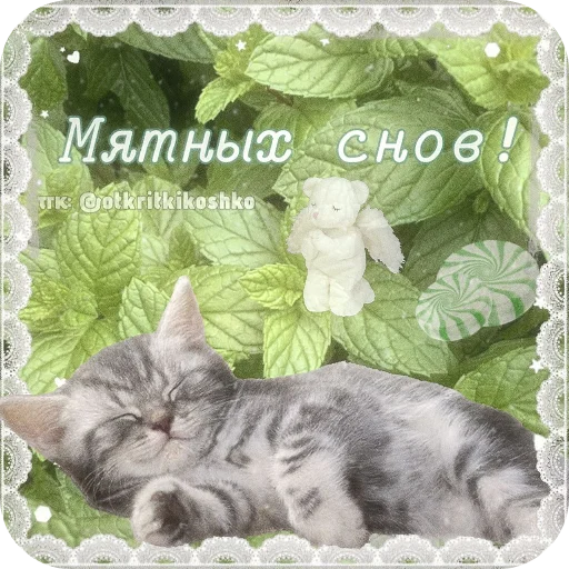 👍 Стикер «Котячие открытки» для Telegram