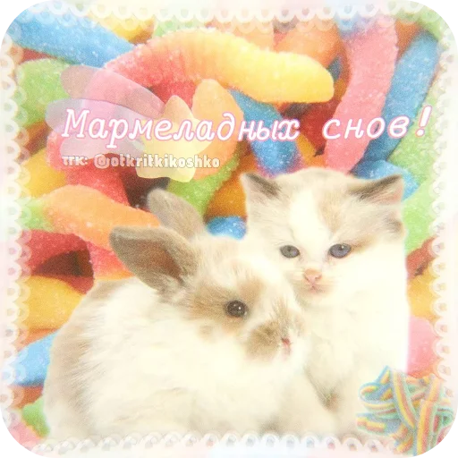 🐱 Стикер «Котячие открытки» для Telegram