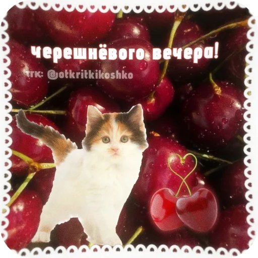 🐱 Стикер «Котячие открытки» для Telegram