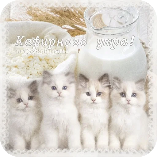 🐱 Стикер «Котячие открытки» для Telegram