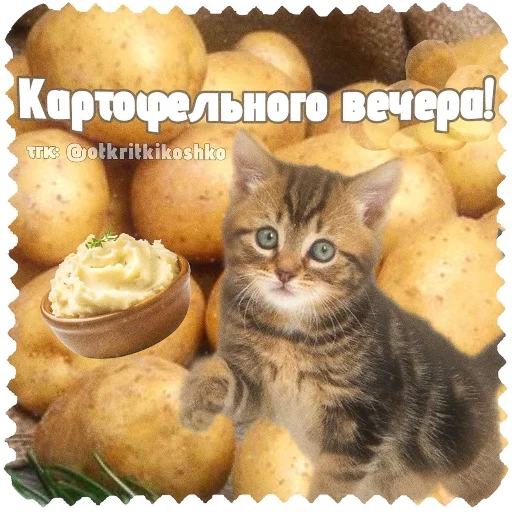 🐱 Стикер «Котячие открытки» для Telegram