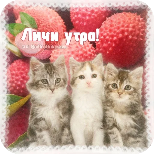 🐱 Стикер «Котячие открытки» для Telegram