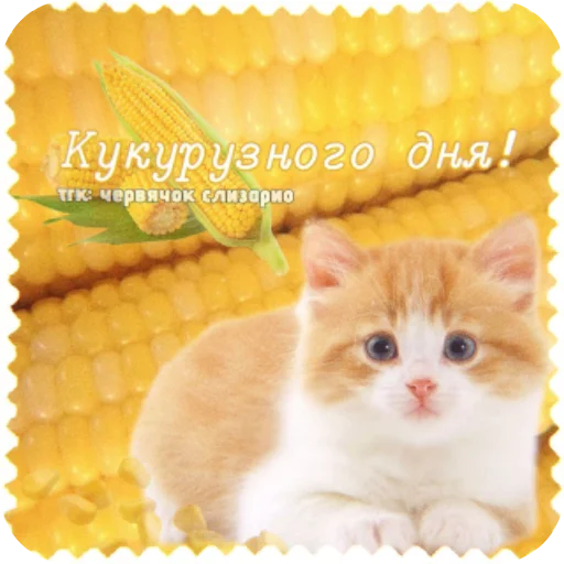 👍 Стикер «Котячие открытки» для Telegram