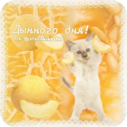 🐱 Стикер «Котячие открытки» для Telegram
