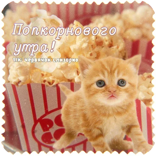 🐱 Стикер «Котячие открытки» для Telegram
