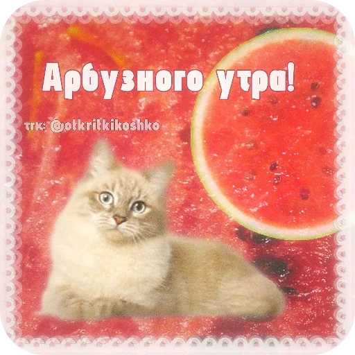 🐱 Стикер «Котячие открытки» для Telegram