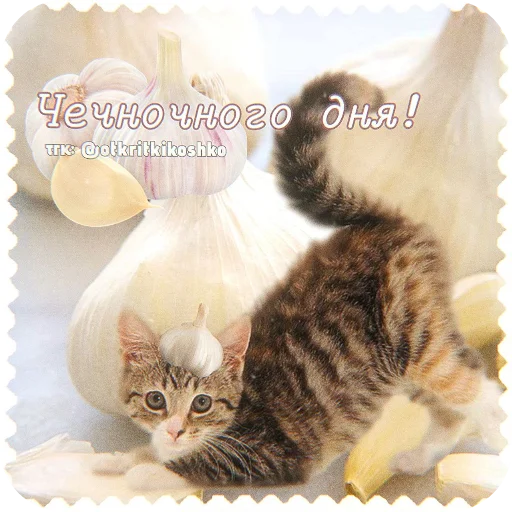 🐱 Стикер «Котячие открытки» для Telegram