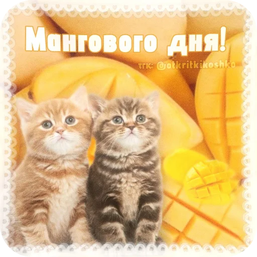 🐱 Стикер «Котячие открытки» для Telegram