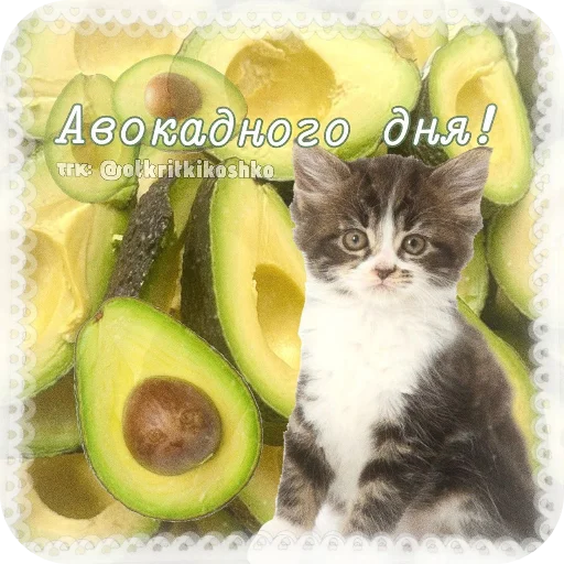 👍 Стикер «Котячие открытки» для Telegram