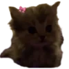 🐱 Эмодзи «Кошачий подвал пиявки» для Telegram