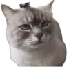 🐱 Эмодзи «Кошачий подвал пиявки» для Telegram