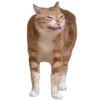 🐱 Эмодзи «Кошачий подвал пиявки» для Telegram