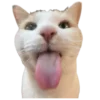 🐱 Эмодзи «Кошачий подвал пиявки» для Telegram