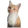 🐱 Эмодзи «Кошачий подвал пиявки» для Telegram