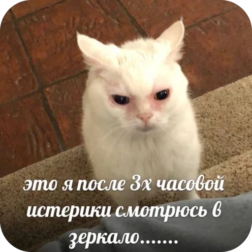🤨 Стикер «котячьи пикчи» для Telegram