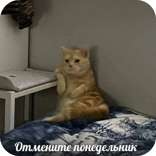 👍 Стикер «котячьи пикчи» для Telegram