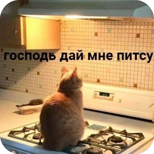 🍕 Стикер «котячьи пикчи» для Telegram