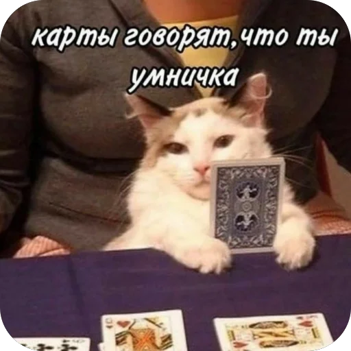 🃏 Стикер «котячьи пикчи» для Telegram
