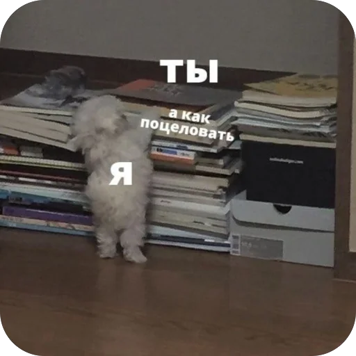 🥰 Стикер «котячьи пикчи» для Telegram