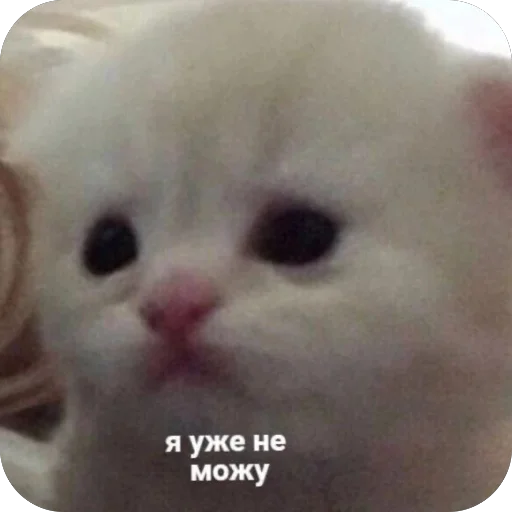 😞 Стикер «котячьи пикчи» для Telegram